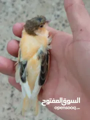  20 اقرى الوصف