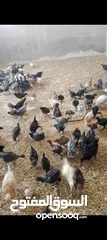  3 صيصان بلدي عمر شهر ونص