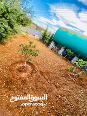  10 نادره    شرق جرش  تبعد 400 متر عن محطة جو بترول شرق جرش ب 12 كيلو فقط