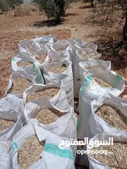  3 تبن دراس السنة من اراضي دوقرا