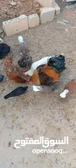  11 دجاج للبيع