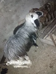  1 خروف نجدي معه من كل جال حبه  وزن 115كيلو
