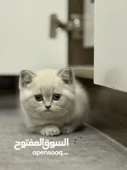  4 للبيع قطه بصلاه على النبي