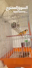  6 عصافير كنار