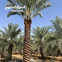  15 washingtonia palms , Date palms of all sizes available with delivery and planting in uae