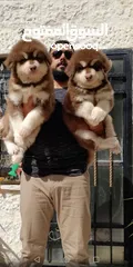  7 Pomeranian   Samoyed    Giant Malamute