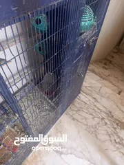  4 طيور جنه مع قفص حديدي قوي جدا بسعر مغري جداً