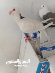  2 0حمام  طوابير تنتين منفاخ قلم وعجميه ذنبها اعصر شغلات ويوجد كمان غيرهن 19بين طوابير وفخول زق وكش