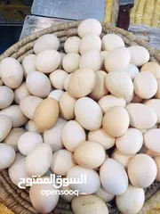  4 بيض عرب ممتاز تغذيه نباتيه