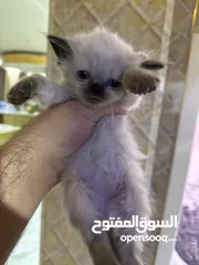  3 قطط للبيع شانشيلا