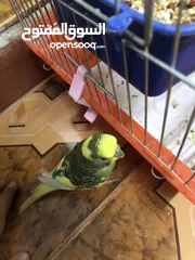  4 فحل حب شبه الف سعر مغري جدااا