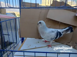  13 حمام بلدي وانواع اخره   بحاله ممتازة شغالات 12جوز وهاي بعض الصور