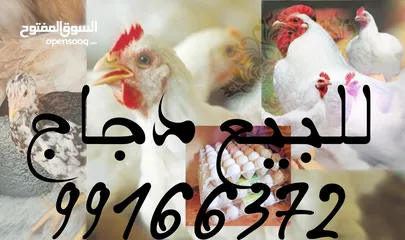  1 دجاج عماني
