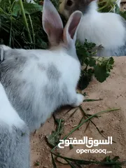  9 ارانب بلدي.. فرنسي..الذبح...جميع الوان والعمار وانثى وذكور...