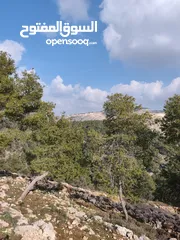  4 أرض للبيع في الصفا ذات اطلالة على الأحراش