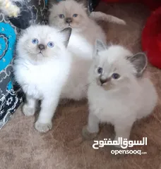  4 قطط همالاي مون فيس