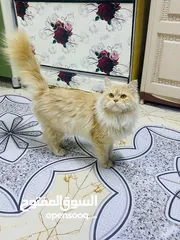  1 قطط ذكر للبيع