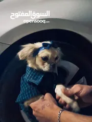  1 كلبه بكنيز