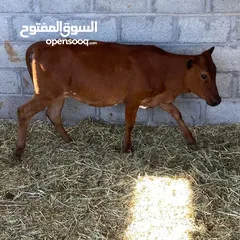  2 عجله للبيع