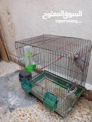  1 طيور  حب وجنة للبيع