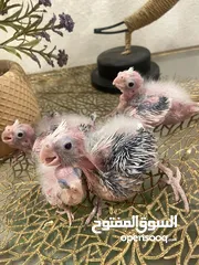  6 من اجمل طفرات وألوان الكروان الهولندي بسعر العادي