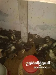  3 صوص دجاج بلدي للبيع