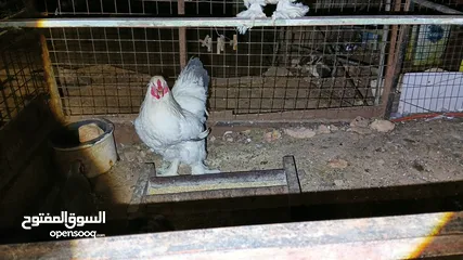  17 ديوك براهما بيور