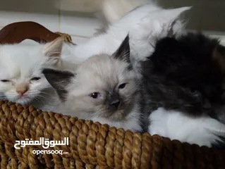  8 قطط للبيع السعار مشكله