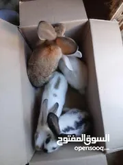  3 أرانب هجين