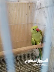  5 طيرة درة ام فراخ اقرأ الوصف، كوكتيل فيشر حب جنة كنار كاسكو جوز انتاج فراخ كنيور عصفور كويكر جرين شيك