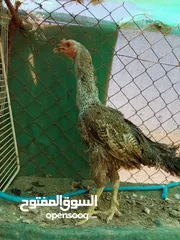  3 متاح ديك وفرخه باكستاني