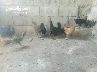  3 دجاج بلدي نخب اول للبيع