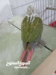  6 فراخ جرين شيك