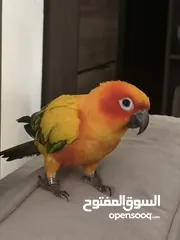  6 ببغاء صن كينور