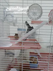  3 hamsters pet