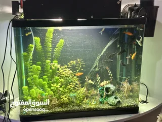  2 Big Aquarium for sell