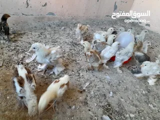  12 صيصان براهما مستويات عالية