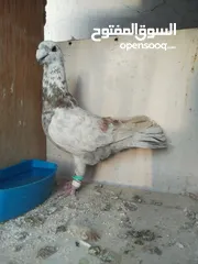  1 جوز كشكي اصفر طيره عجمية فحل هومر جوز مسكي