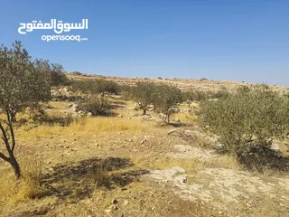  3 مزرعة للبيع