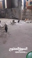  27 حمام للبيع
