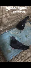  5 جوزين حمام للبيع