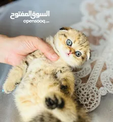  2 Scottish fold girl imported parents