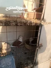  17 حمام مشكل زوجل مكتيف بلجكه جوز حمام انواع