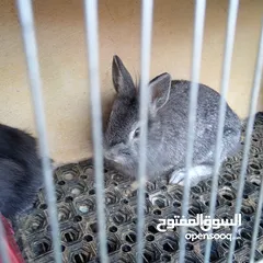  1 أرنب للبيع