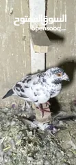  5 للبيع 40 حبه تنظيف سطح