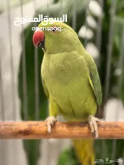  2 عصفور دراة