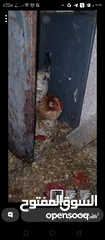  3 جاجتين وجه بيض واربع صيصان عمر اربع شهور