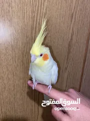  1 زوج كوكتيل اليفات و شغالات
