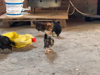  11 دجاج  فيومي وعربي وجيان