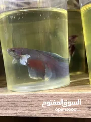  4 متوفر سمك فايتر هاف مون